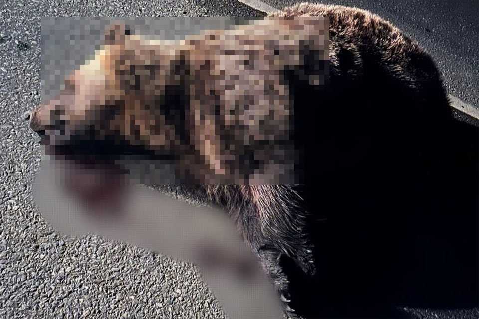 В Башкирии водитель грузовика задавил медведя