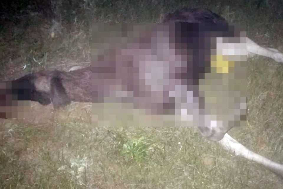 В Башкирии водитель насмерть сбил выбежавшего на дорогу лося