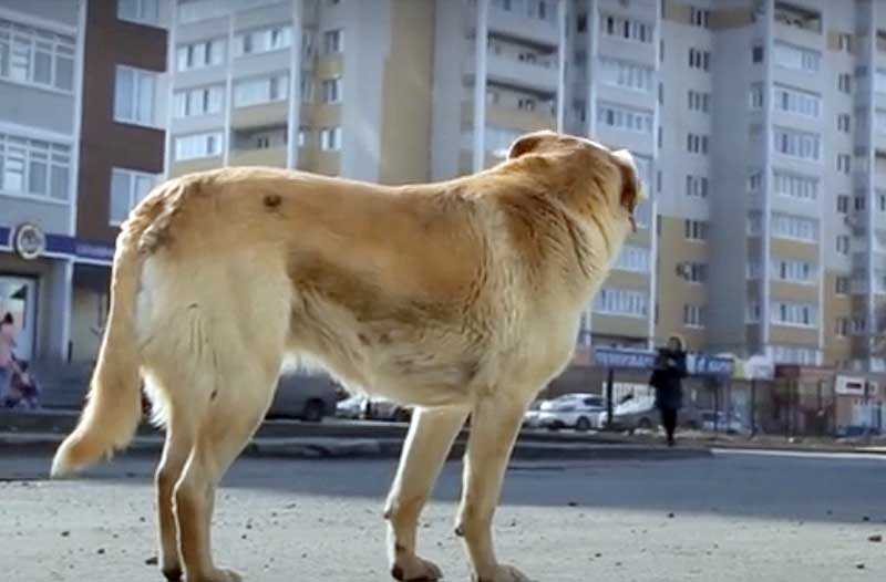 «Чипирование не помогает»: жительница Уфы пожаловалась на агрессивных бездомных собак