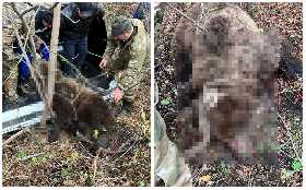 В Башкирии избавились от медведицы, напавшей на местную жительницу