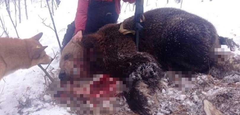 В Башкирии медведь растерзал домашний скот