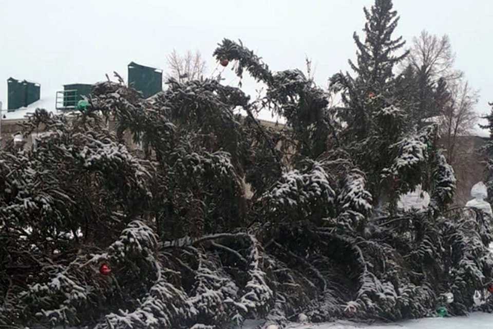В Башкирии перед зданием администрации упала новогодняя елка