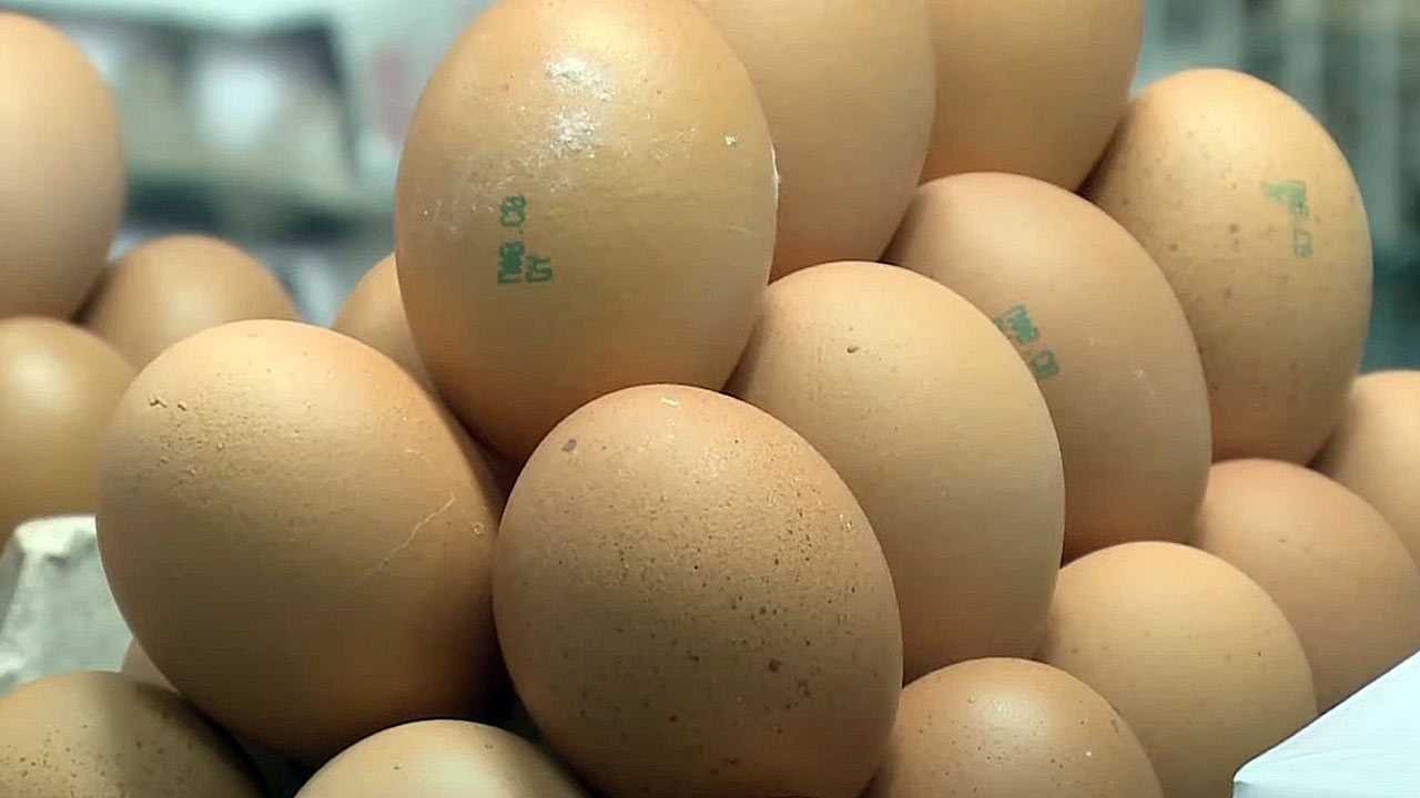 Решение принято: в России ограничат транзит яиц и курицы