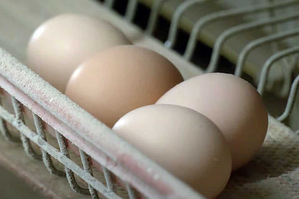 Азербайджанские яйца появятся на полках магазинов: они всех сильно удивят