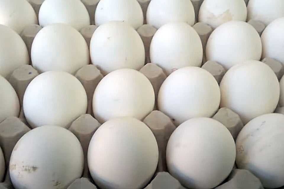 Искусственные яйца: как отличить и какие сюрпризы таятся внутри