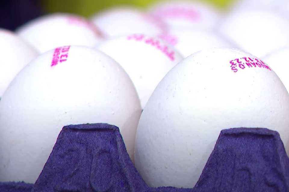 Известны новые цены на яйца в России: такого никто не ожидал