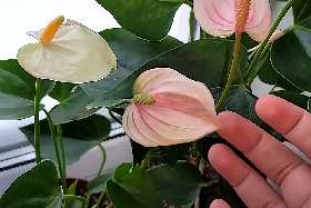 Цветовод дала 5 советов, как вырастить гиганта из замиокулькаса: зацветет даже лысый