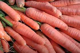 Садовод с многолетним стажем назвала лучший сорт моркови: вырастет размером с локоть