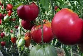 Опытная дачница назвала лучший сорт помидоров: собирать урожай можно уже в июне