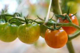 Дачный эксперт назвал 3 худших сорта помидор: хорошего урожая не ждите