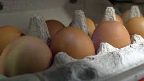 В магазинах появились новые яйца: чем они опасны и как отличить