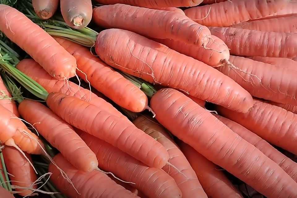 Сплошные минусы: не сажайте эти 2 сорта моркови