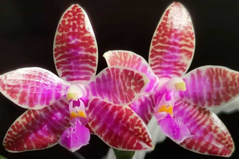 Орхидея будет цвести круглый год! Секретное удобрение из гвоздики и молока