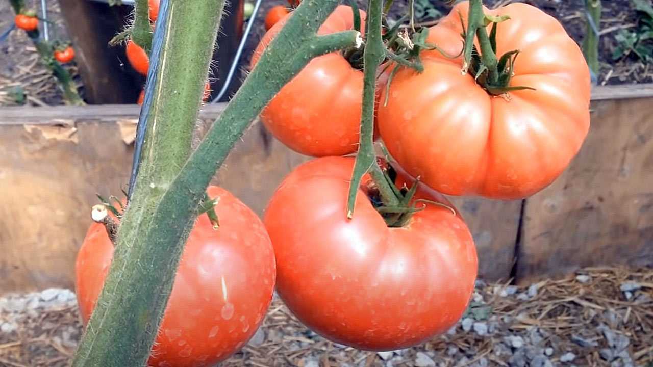 Дачники охотятся за этим сортом помидоров: до 20 кг томатов с одного куста