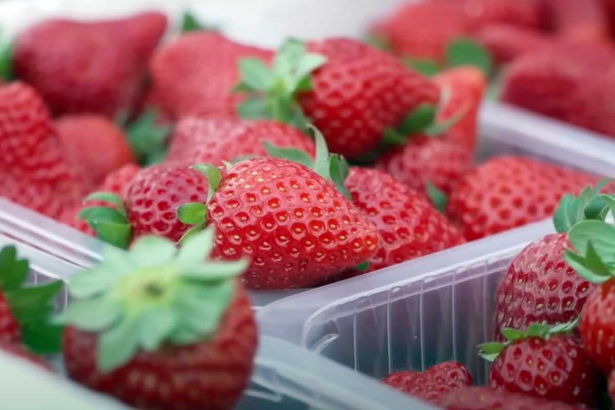 Опытный дачник раскрыл секреты богатого урожая клубники: ягоды будете собирать ведрами