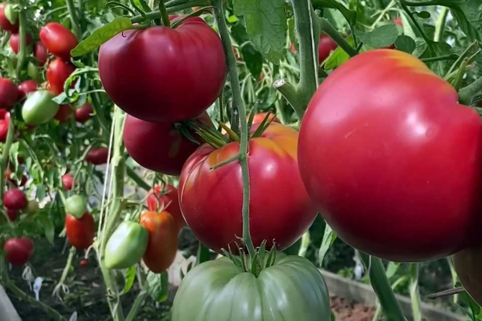 Сорта томатов, которые прорастут даже на асфальте: секреты опытной дачницы