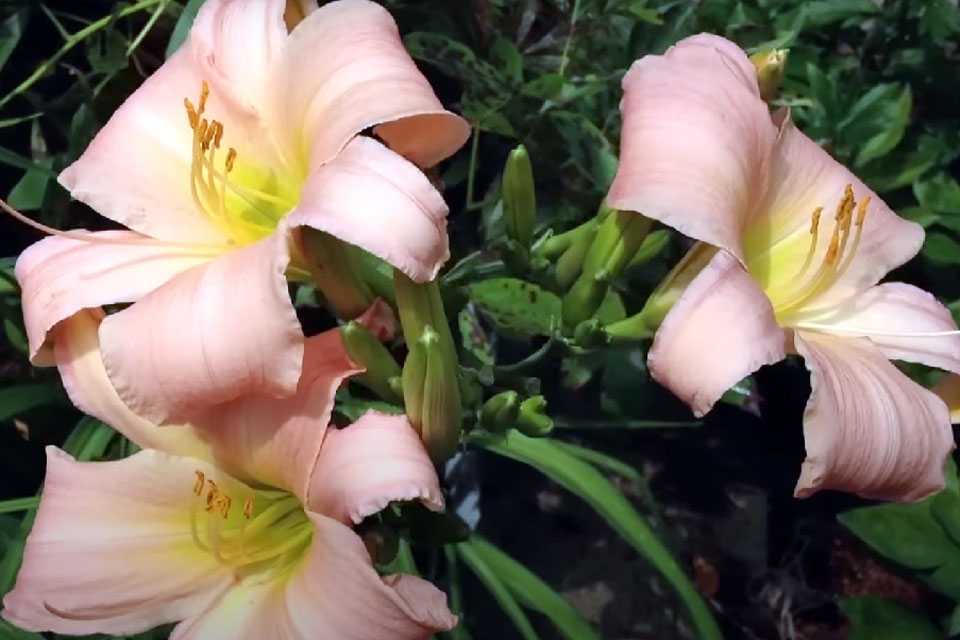 На замену петуниям и тюльпанам: обильность и длительность цветения этого многолетника вас покорит — 400 бутонов за сезон