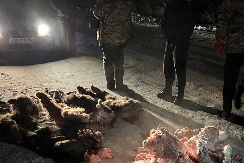 Жестокая расправа: браконьеры убили 5 кабанов в Башкирии