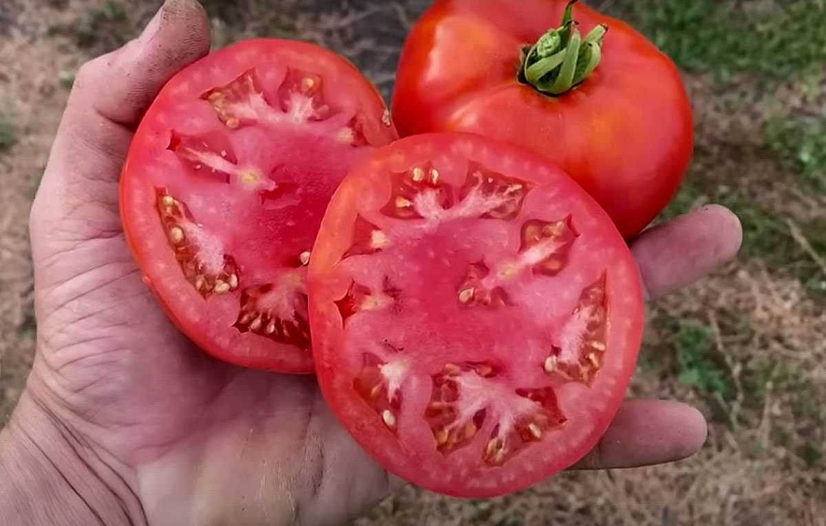 Дачник со стажем поделился секретом: какой сорт томатов самый урожайный?