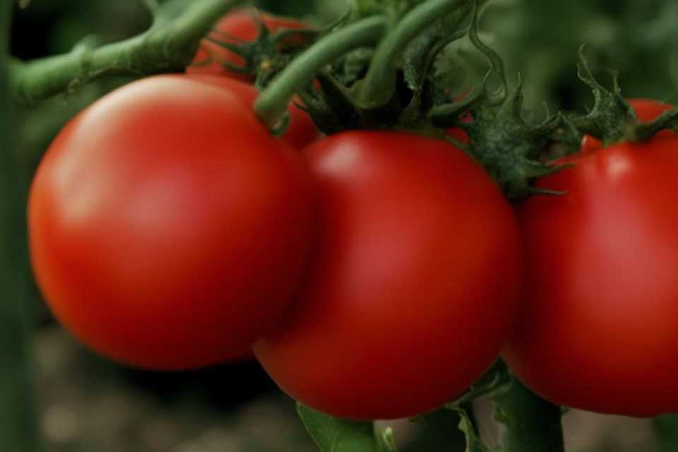 Не стоит сажать этот сорт томатов: кислые плоды и гниль