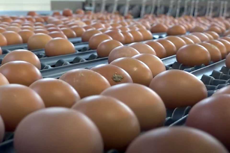 В магазине нашли опасные яйца: такого от новой партии не ожидали