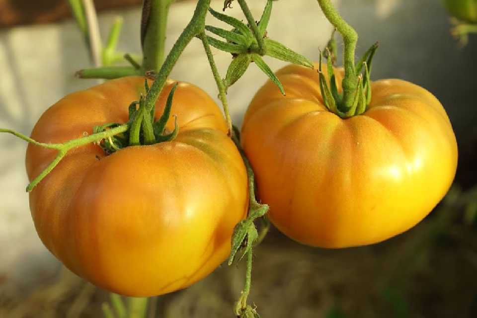 Лучшая копеечная подкормка для жёлтых помидоров: будут сладкими, сочными и вырастут размером с дыню