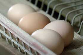 Пришли миллионы яиц из трех стран: такого не ожидали