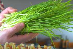 Опытный садовод рассказал, как вырастить зеленый лук без земли: урожай получите через неделю