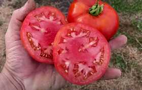 Сладкий гигант: томат, который удивит даже опытных дачников