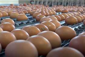 Ажиотаж в магазинах: яйца по старой цене сметают с полок