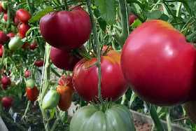 Сорта томатов, которые прорастут даже на асфальте: секреты опытной дачницы