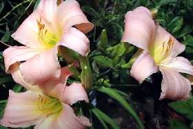 На замену петуниям и тюльпанам: обильность и длительность цветения этого многолетника вас покорит — 400 бутонов за сезон