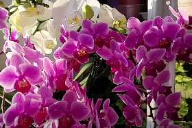 Повреждённые листья орхидеи преобразятся за секунды: гениально простое средство для реабилитации цветов — всего 2 ингредиента