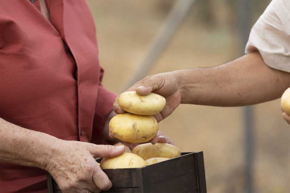 Ошибки при посадке картофеля: 90% огородников рискуют остаться без урожая