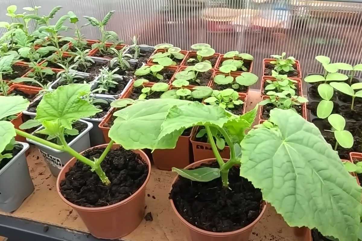 Спасаем рассаду от мошек на рассаде: простой метод от опытного агронома, копеечное средство