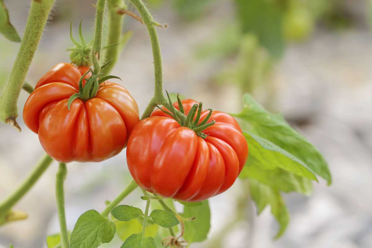 Вырастите крепкую рассаду томатов без хлопот: секретный прием от опытного садовода