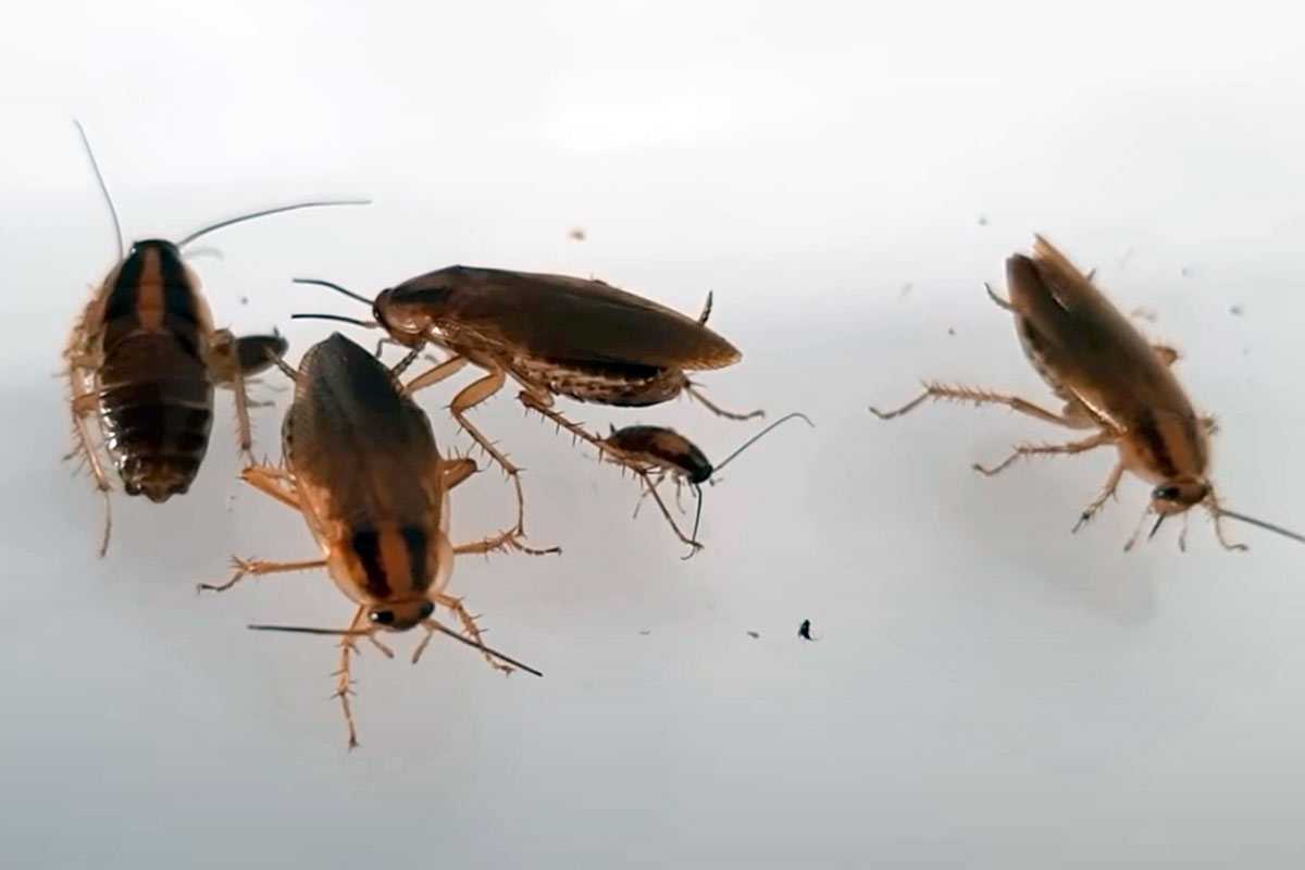 Тараканы больше не проблема: уничтожьте их за один прием с помощью этого простого средства