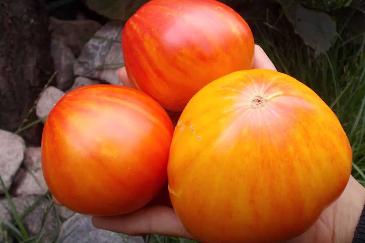 Секретный сорт помидоров продуманных дачников: невероятный вкус и красота. Соседи лопнут от зависти