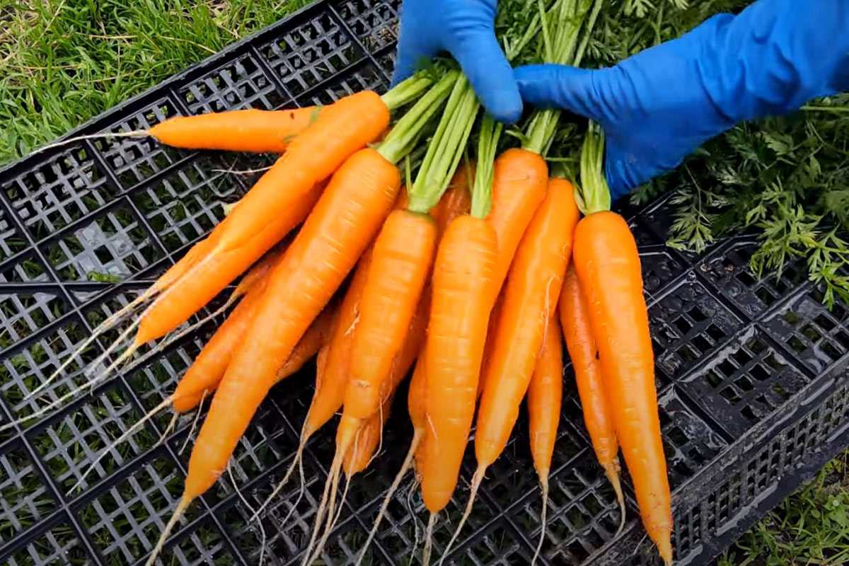 Урожай в безопасности: агроном Гуляева раскрыла секрет защиты моркови от вредителей. 20 кг с грядки – легко