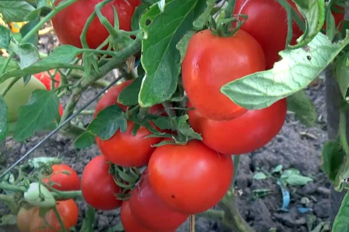 Помидор-рекордсмен: агроном Давыдова делится секретом богатого урожая, от которого соседи обзавидуются