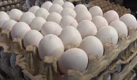 На оптовой базе рассказали сколько на самом деле стоят яйца: такого не ожидали