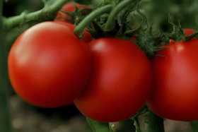 Огородники выстраиваются в очередь за этим сортом помидоров: очень урожайный и неприхотливый