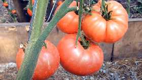 Невероятный сорт помидоров: ветки ломятся от обилия плодов, садоводы выбирают только их