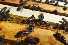 «Настоящий мор»: в Башкирии пчелы на грани исчезновения