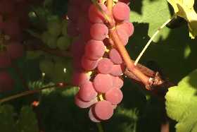 Виноград на даче без хлопот: раскрываем секреты садоводов по выбору лучшей подкормки для щедрого урожая