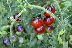 Семян этого помидора давно нет в продаже: Дачники высадили кусты сотнями — невероятная сказочная красота