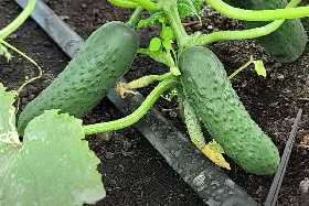 «Король огорода» среди огурцов: сорт, который будет расти как сумасшедший – совет агронома Карелиной