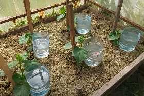 Раскидываю по участку пластиковые бутылки с песком: эффективный лйфхак, который спасет урожай и облегчит жизнь огороднику