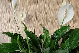 Красота, таящая опасность: 5 комнатных цветов, которые могут навредить вашему ребенку