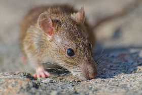 Распрощайтесь с мышами навсегда: простой рецепт дармового порошка, который заставит грызунов возненавидеть ваш участок